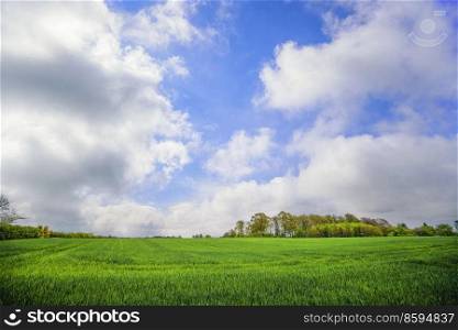 Green field under a blue sky in a rural countryside scenery with fresh crops