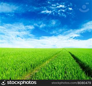 Green field with blue sky
