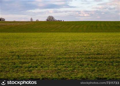 Green field with cereal against a blue sky. Spring landscape with cornfield, wood and cloudy blue sky. Classic rural landscape in Latvia.