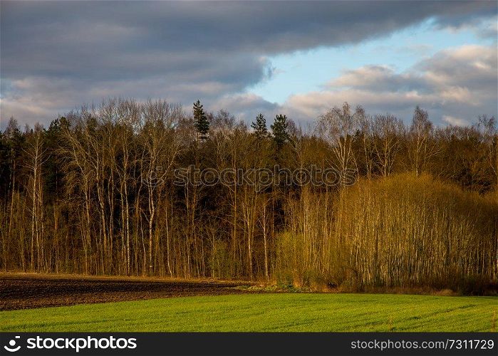 Green field with cereal and forest on the back, against a blue sky. Spring landscape with cornfield, wood and cloudy blue sky. Classic rural landscape in Latvia.
