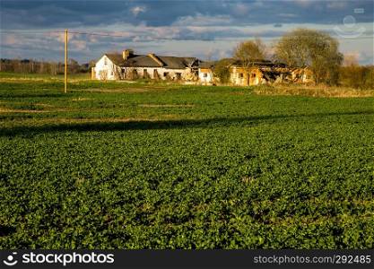 Green field with cereal and old farm house on the back, against a blue sky. Spring landscape with cornfield, wood and cloudy blue sky. Classic rural landscape in Latvia.