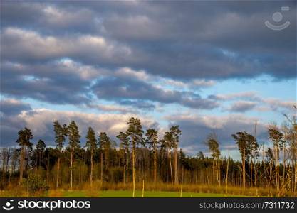 Green field with cereal and pine trees on the back, against a blue cloudy sky. Spring landscape with cornfield, wood and cloudy blue sky. Classic rural landscape in Latvia.