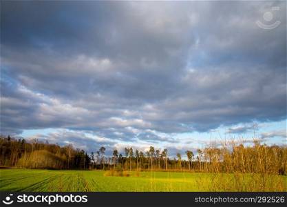 Green field with cereal and trees on the back, against a blue cloudy sky. Spring landscape with cornfield, wood and cloudy blue sky. Classic rural landscape in Latvia.