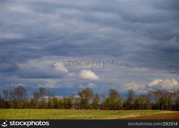 Green field with cereal and trees on the back, against a blue sky. Spring landscape with cornfield, wood and cloudy blue sky. Classic rural landscape in Latvia.