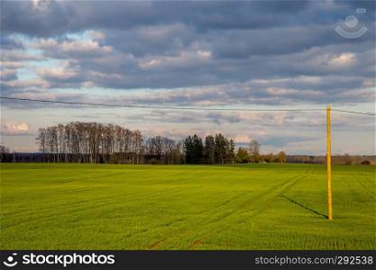 Green field with cereal and trees on the back, against a blue sky. Spring landscape with cornfield, wood and cloudy blue sky. Classic rural landscape in Latvia.