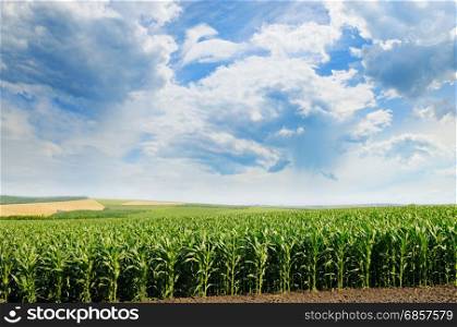 Green field with corn and blue cloudy sky.