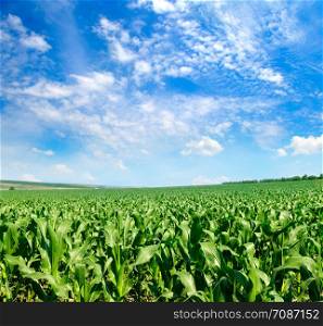Green field with corn and blue cloudy sky . Agricultural landscape.