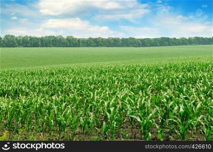 Green field with corn. Blue cloudy sky. Agricultural landscape.