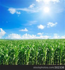 Green field with corn. Blue cloudy sky and sun. Agricultural landscape.
