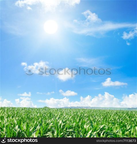 Green field with corn. Blue cloudy sky and sun. Agricultural landscape.