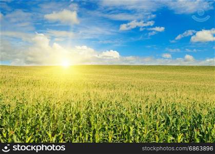 Green field with corn. Blue cloudy sky. Sunrise on the horizon.