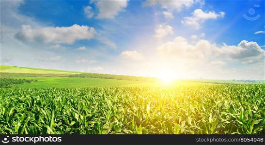 Green field with corn. Blue cloudy sky. Sunrise on the horizon.