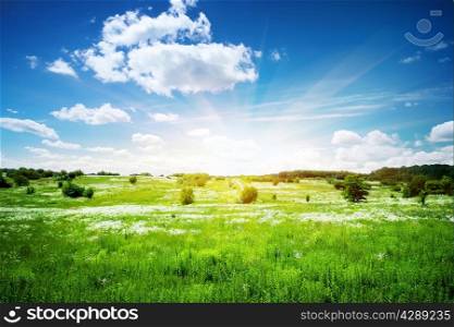 Green field with flowers under sunny skies