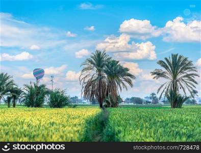 Green field with fresh harvest in Egypt. Green field in Egypt