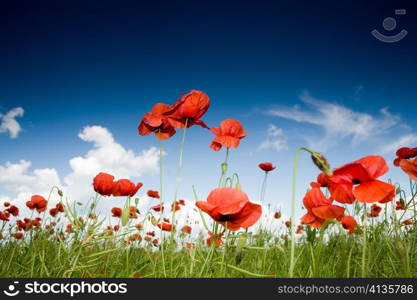 Green field with red poppies under dark-blue sky. Horizontal orientation.