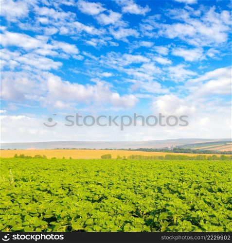 Green field with sunflower and blue sky. Agricultural landscape.