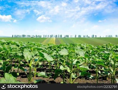 Green field with sunflower and blue sky. Agricultural landscape.