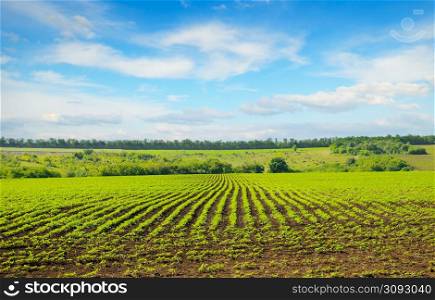 Green field with sunflower sprouts and blue sky. Agricultural landscape.