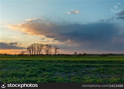 Green field with trees and evening clouds on the sky, Czulczyce, Lubelskie, Poland