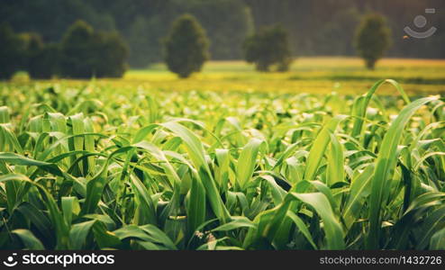 Green field with young corn at sunset. Agriculture. Green field with young corn at sunset