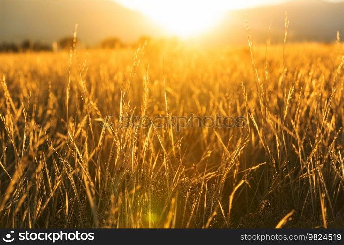 Green fields and mountains silhouette at sunset