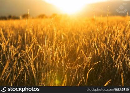 Green fields and mountains silhouette at sunset