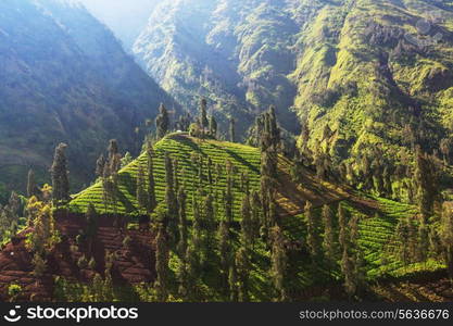 green fields in Indonesia