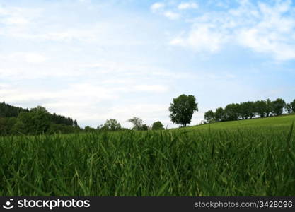 green fields under the blue sky. Quiet Spring landscape