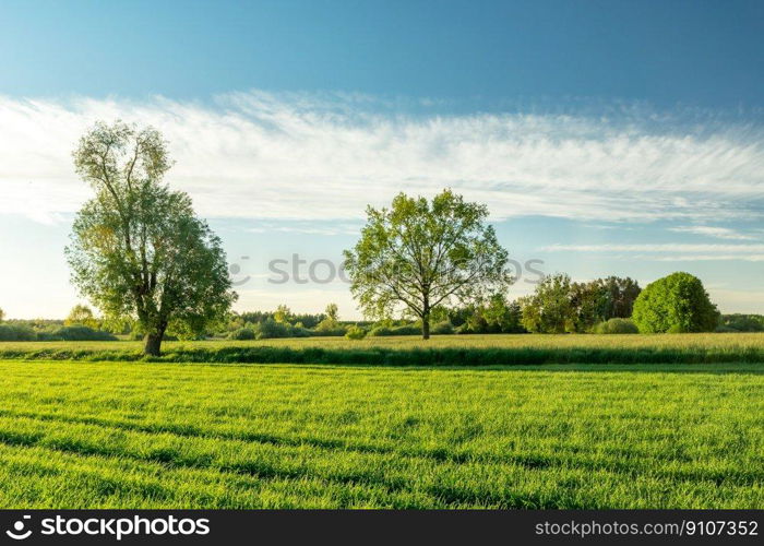 Green fields with trees and a white cloud on the sky, Nowiny, Poland