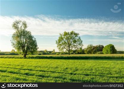 Green fields with trees and a white cloud on the sky, Nowiny, Poland