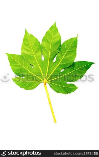 Green fig leaf isolated on the white
