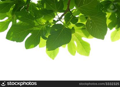 Green fig-tree leaves with branch isolated on white background.