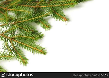 Green fir branch isolated on white background