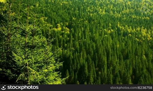 Green fir forest background, with evergreen pines of European woods