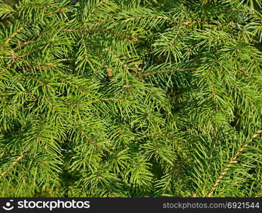 Green fir needles in bright sunlight as a texture