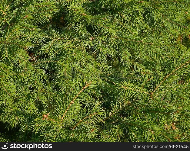 Green fir needles in bright sunny day as a texture