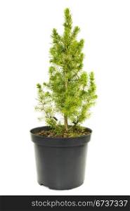 green fir tree in a pot on white background