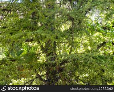 green fir tree in bright sun light