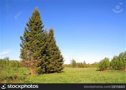 green fir tree on spring field