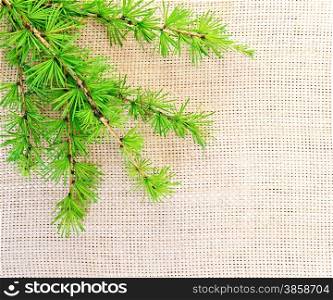 Green fir twig on the background of coarse cloth of burlap