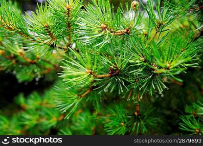green fir with water drops