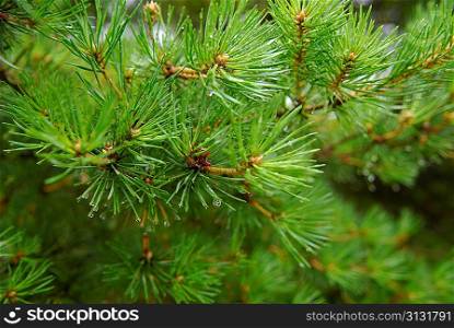green fir with water drops