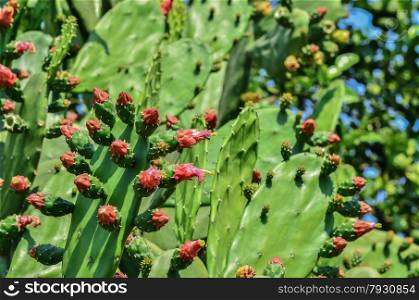 Green flat rounded cladodes of opuntia cactus with buds against