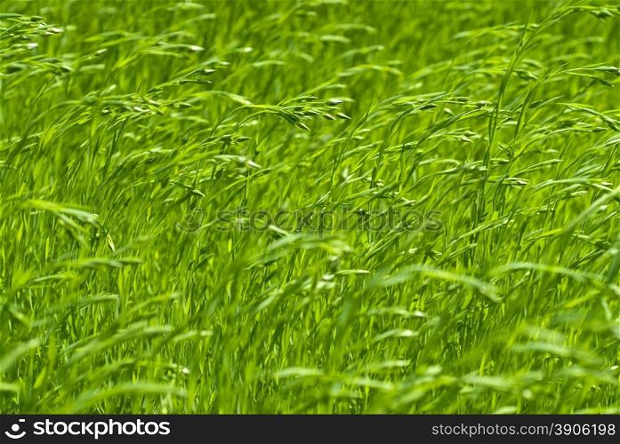 green flax