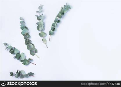 Green floral composition with silver dollar eucalyptus on white background. Healing Herbs for cards, wedding invitation, posters, save the date or greeting design.. Green floral composition. Green floral composition