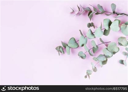 Green floral composition with silver eucalyptus on pink background. Healing Herbs for cards, wedding invitation, posters, save the date or greeting design.. Green floral composition. Green floral composition