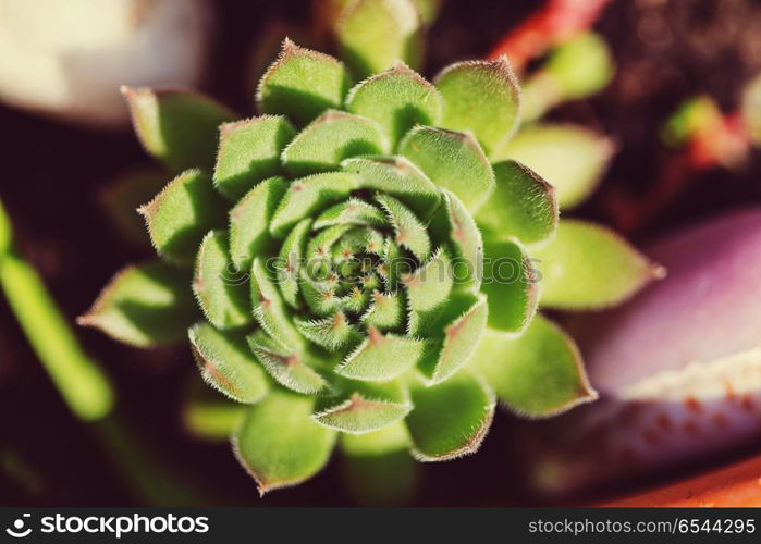 Green flower. Green flower close up