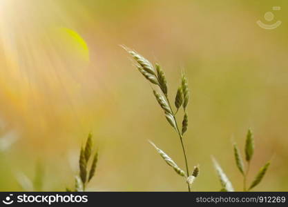 green flower plant in autumn in the nature, green background