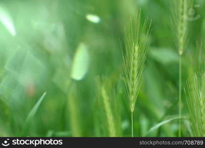 green flower plant in the garden in summer, plants in the nature