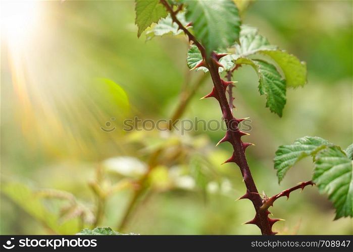 green flower plant in the garden in summer, plants in the nature